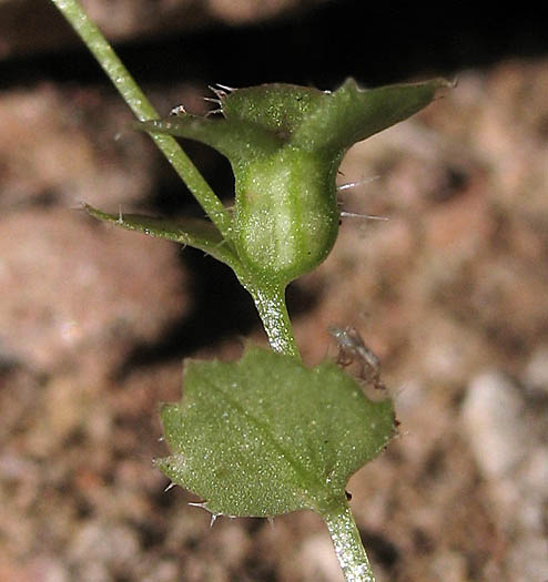 Detailed Picture 2 of Rareflower Heterocodon