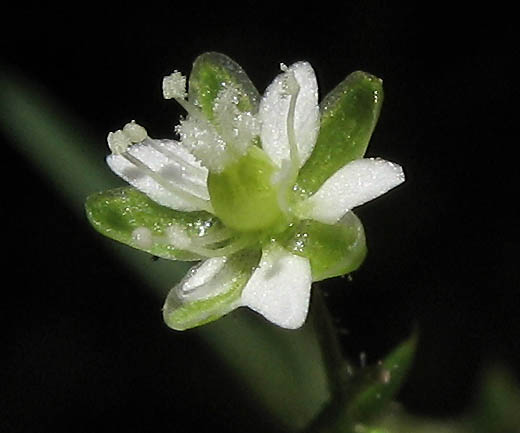 Detailed Picture 1 of Western Pearlwort