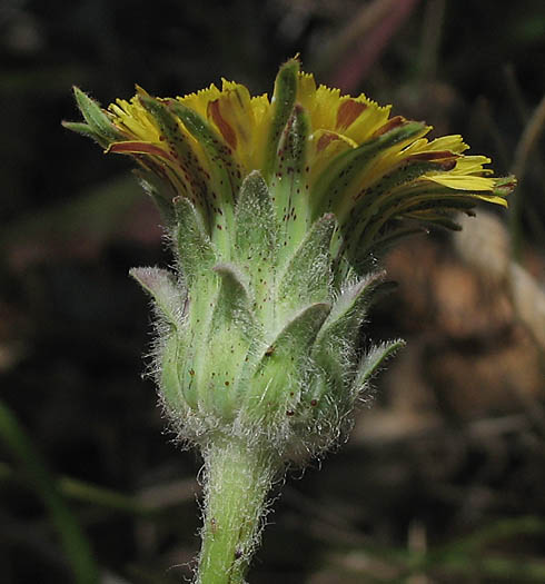 Detailed Picture 3 of Mountain Dandelion