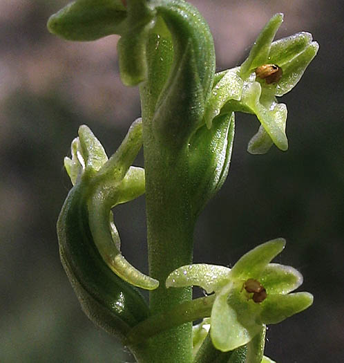 Detailed Picture 2 of Alaskan Rein Orchid