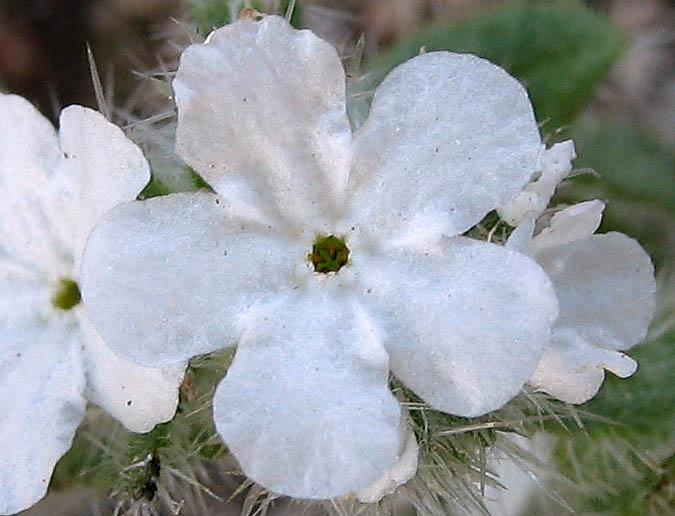 Detailed Picture 1 of White Forget-me-not