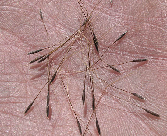 Detailed Picture 4 of Foothill Needlegrass