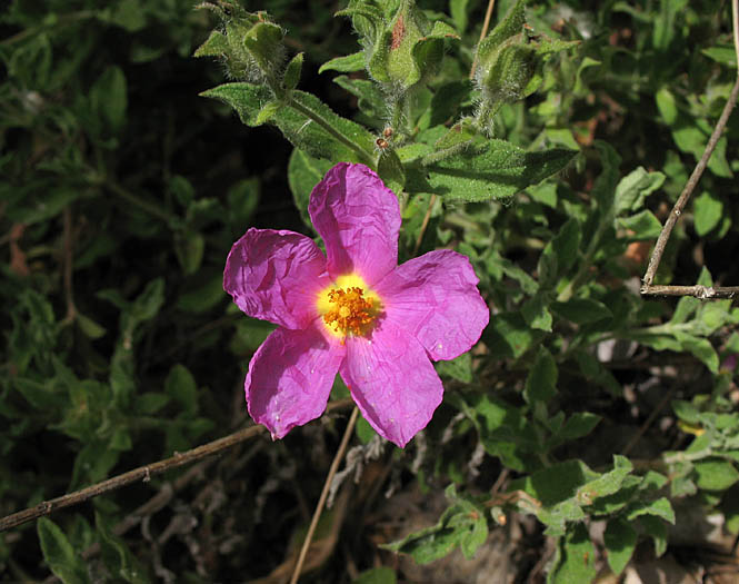 Detailed Picture 4 of Pink Rockrose