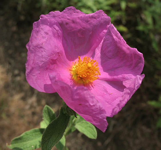 Detailed Picture 1 of Pink Rockrose