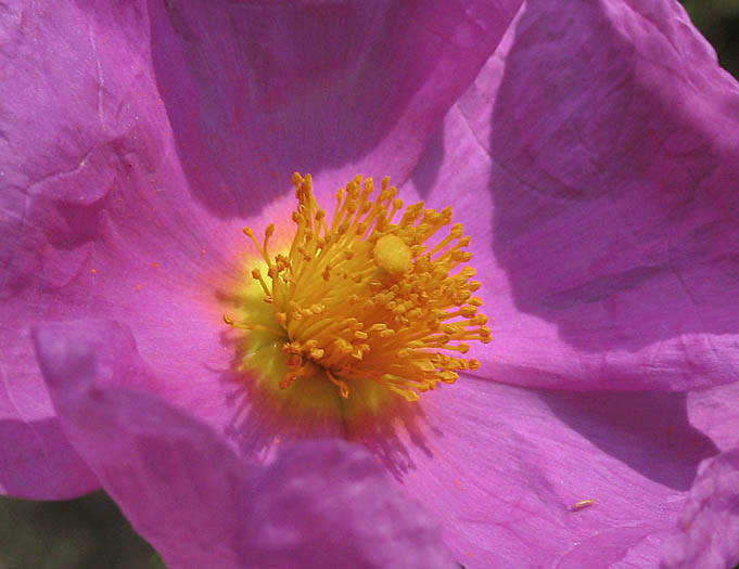 Detailed Picture 2 of Pink Rockrose