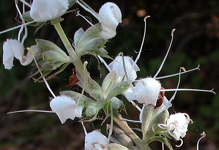 Detailed Picture 2 of White Sage