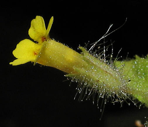 Detailed Picture 2 of Slimy Monkey Flower