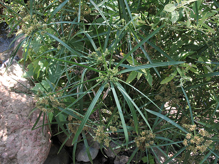 Detailed Picture 3 of Umbrella Plant