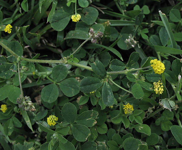 Detailed Picture 5 of Black Medick