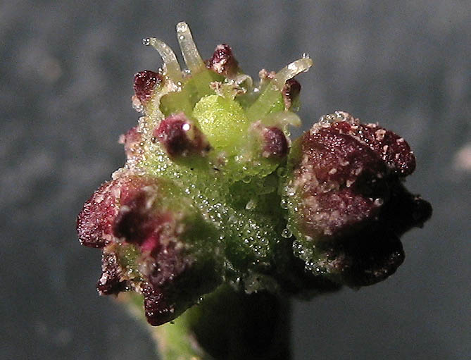 Detailed Picture 3 of Nettle-leaf Goosefoot