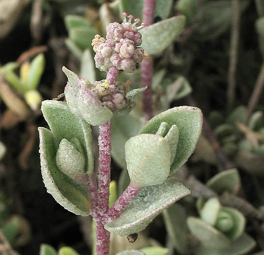 Detailed Picture 4 of Watson's Saltbush