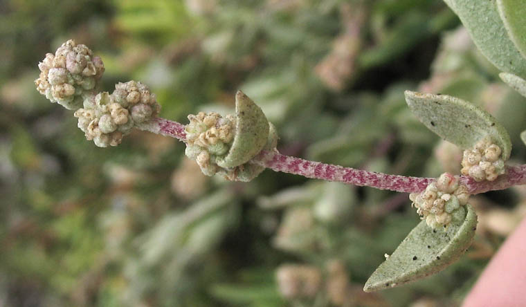 Detailed Picture 5 of Watson's Saltbush