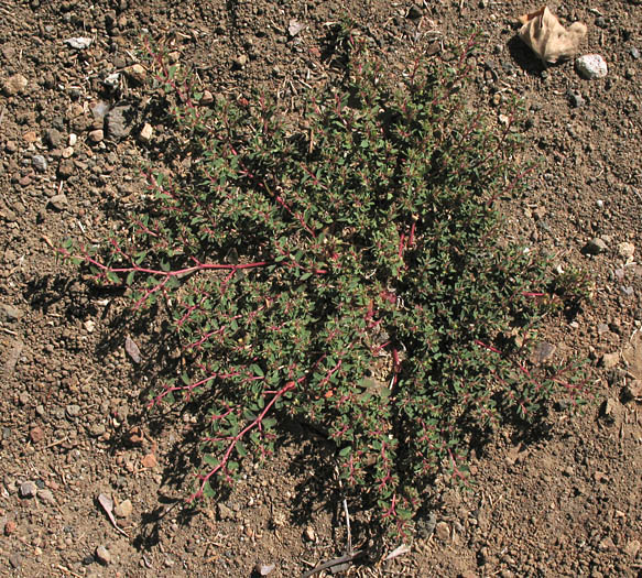Detailed Picture 8 of Thyme-leaved Spurge
