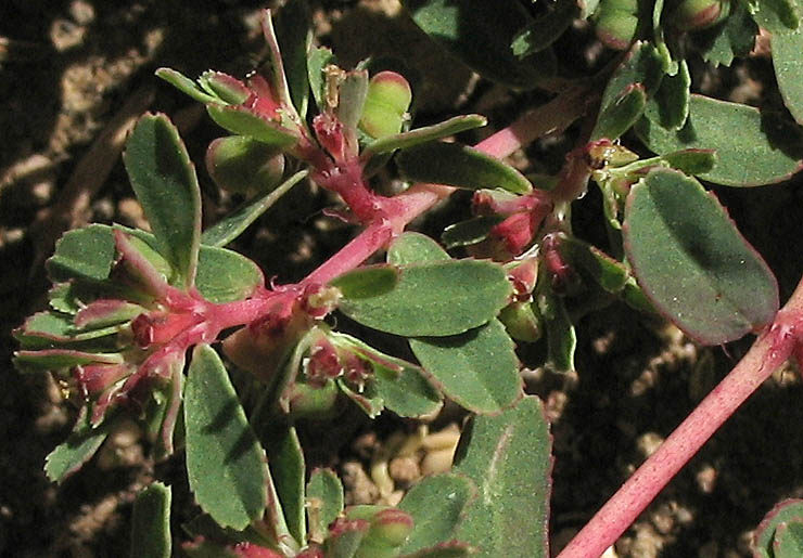 Detailed Picture 4 of Thyme-leaved Spurge