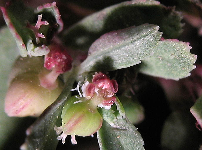 Detailed Picture 1 of Thyme-leaved Spurge