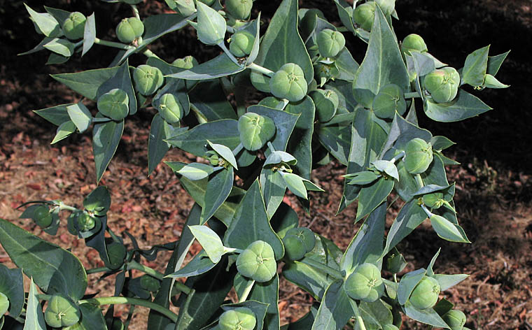 Detailed Picture 7 of Caper Spurge