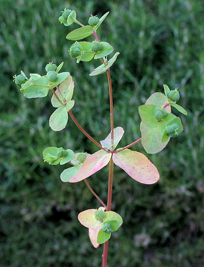 Detailed Picture 3 of Warty Spurge
