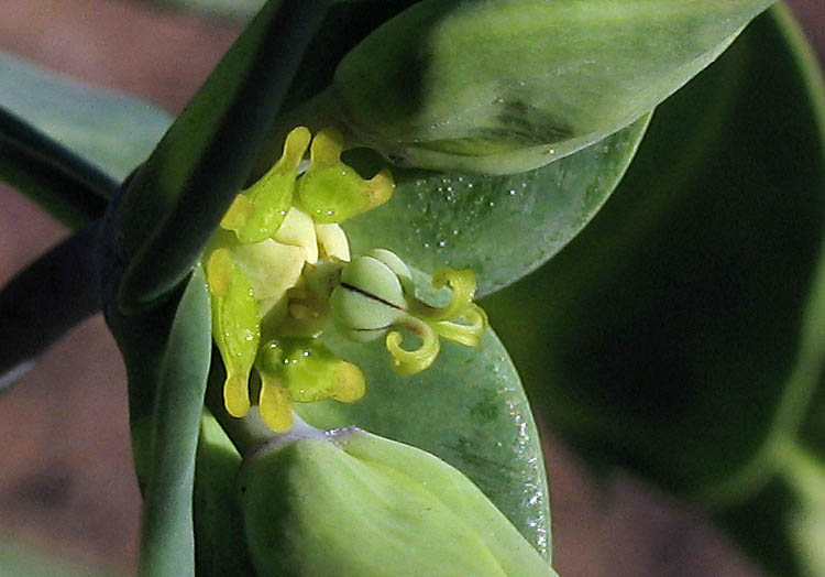 Detailed Picture 2 of Caper Spurge
