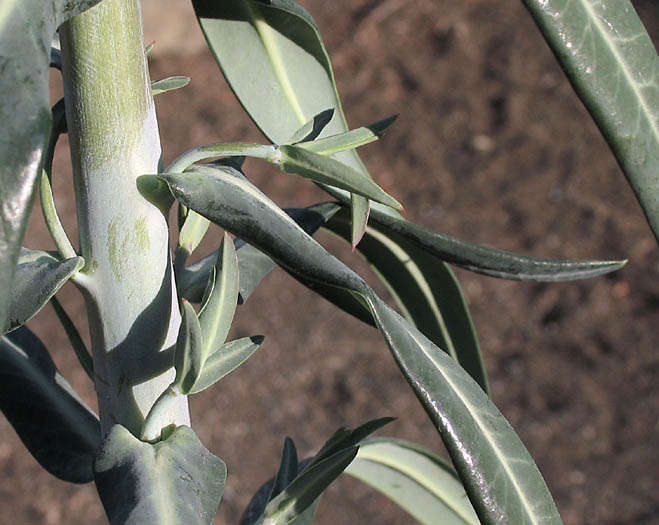 Detailed Picture 9 of Caper Spurge