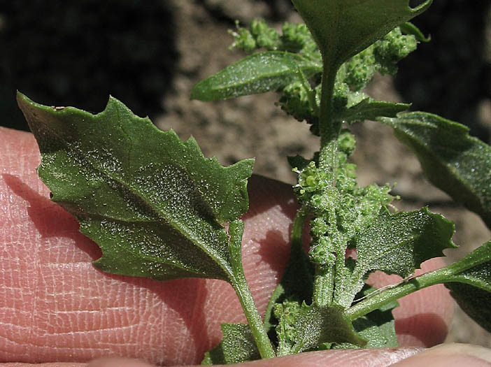 Detailed Picture 4 of Nettle-leaf Goosefoot