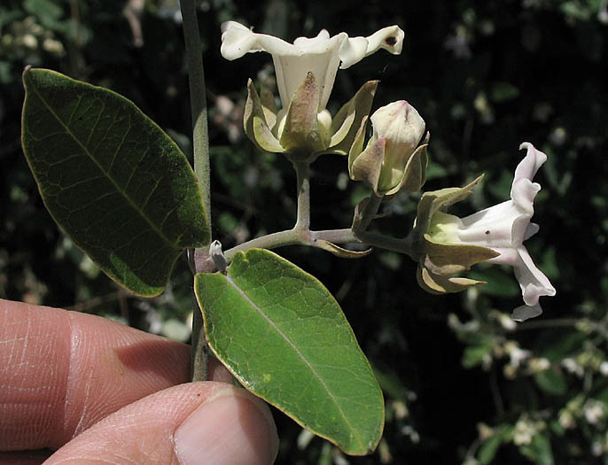 Detailed Picture 3 of White Bladderflower