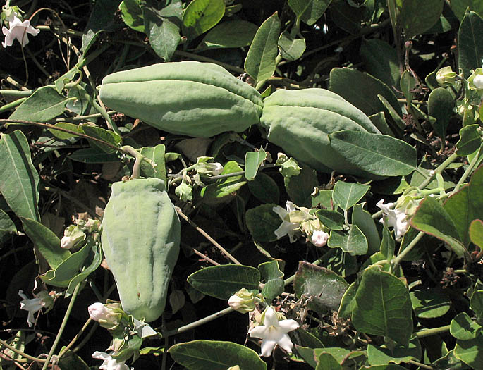 Detailed Picture 6 of White Bladderflower