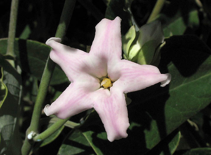 Detailed Picture 2 of White Bladderflower