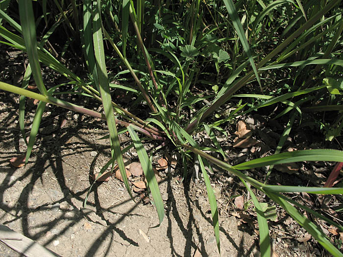 Detailed Picture 7 of Barnyard Grass