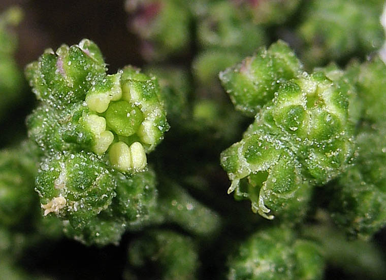 Detailed Picture 1 of Nettle-leaf Goosefoot
