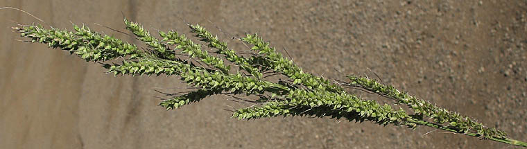 Detailed Picture 5 of Barnyard Grass