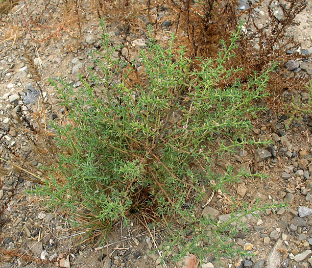Detailed Picture 6 of Southern Russian Thistle