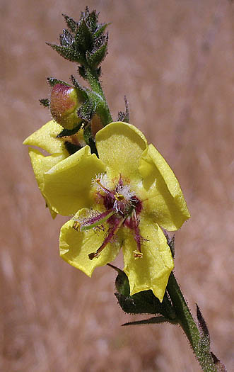 Detailed Picture 3 of Wand Mullein