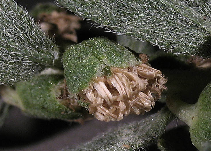 Detailed Picture 1 of Poverty Weed