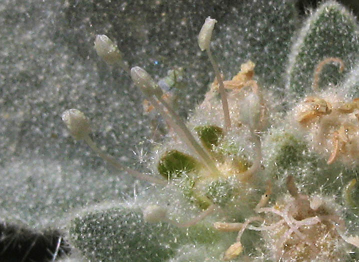 Detailed Picture 1 of Turkey Mullein