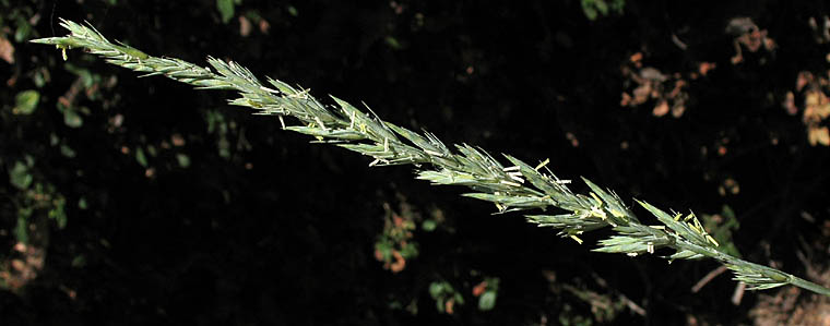 Detailed Picture 4 of Beardless Wild Rye