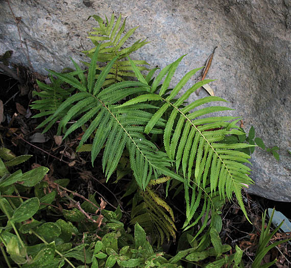 Detailed Picture 2 of Sonoran Maiden Fern