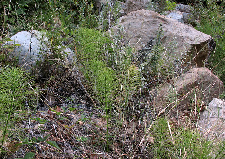 Detailed Picture 3 of Giant Horsetail