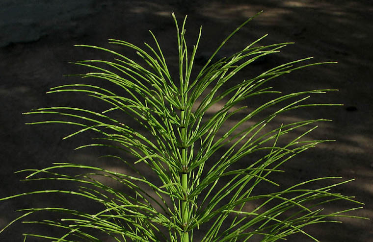 Detailed Picture 1 of Giant Horsetail