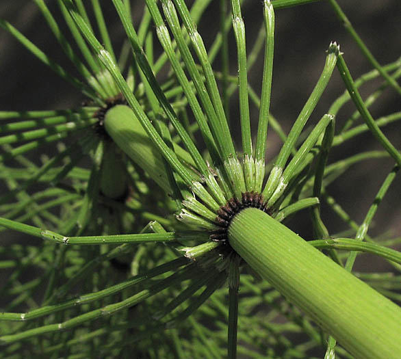 Detailed Picture 5 of Giant Horsetail