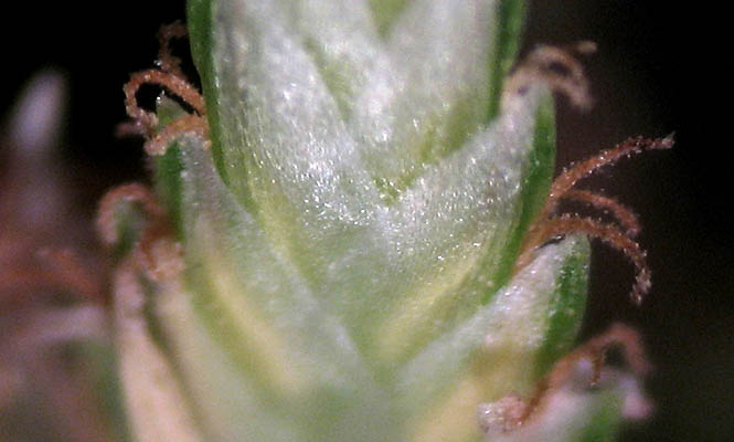 Detailed Picture 7 of Umbrella Plant