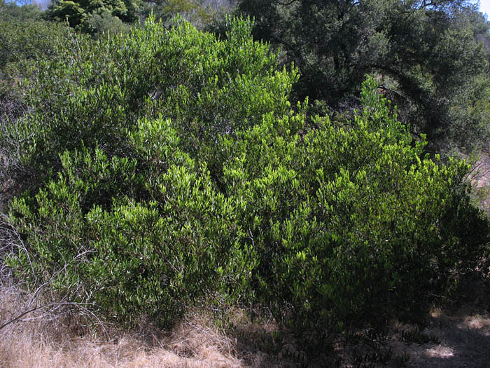 Detailed Picture 6 of Coastal Wattle