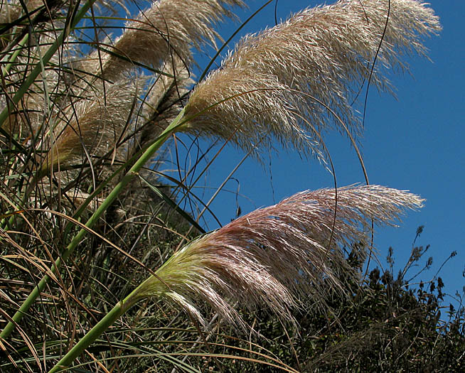 Detailed Picture 1 of Uruguayan Pampas Grass