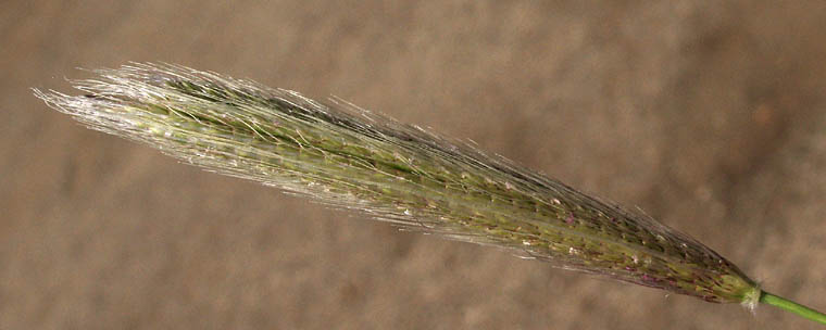 Detailed Picture 1 of Feather Finger Grass