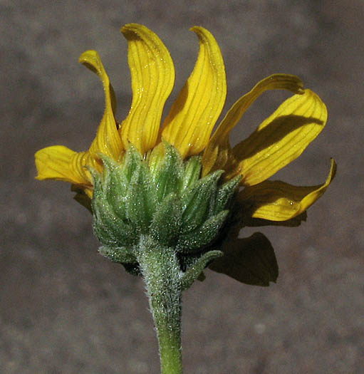 Detailed Picture 4 of Slender Sunflower