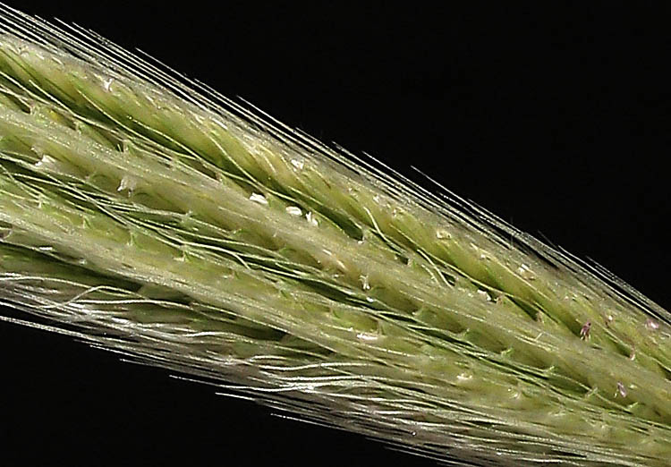 Detailed Picture 3 of Feather Finger Grass
