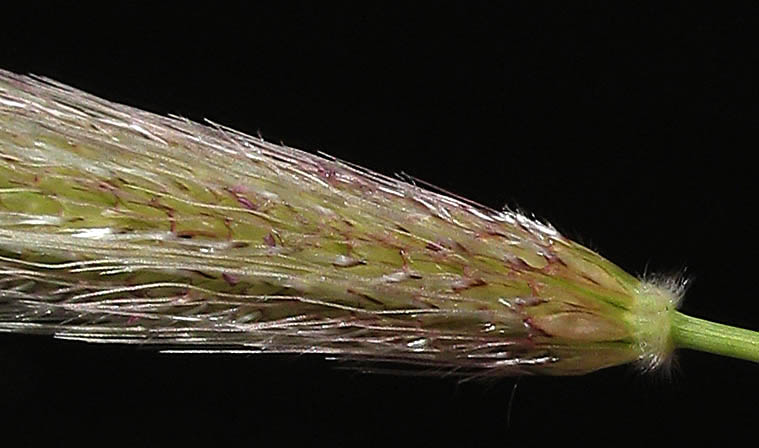 Detailed Picture 2 of Feather Finger Grass