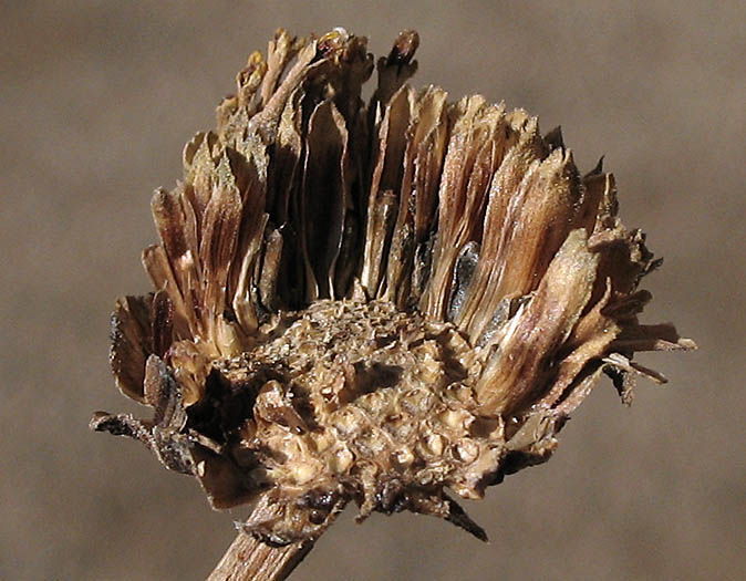 Detailed Picture 7 of Common Sunflower