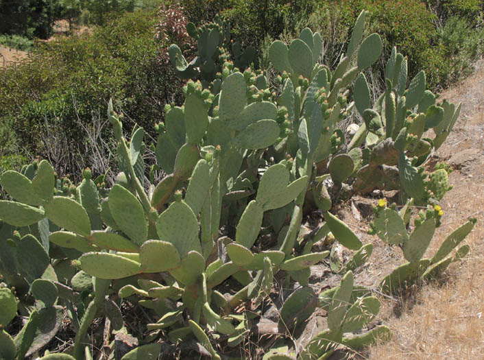 Detailed Picture 5 of Mission Prickly-pear