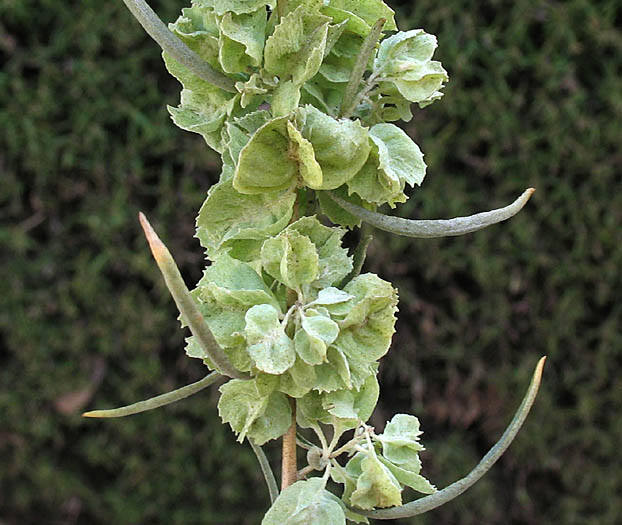 Detailed Picture 5 of Four-wing Saltbush