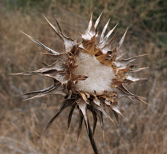 Detailed Picture 6 of Milk-thistle